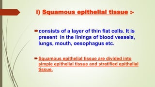 i) Squamous epithelial tissue :-
consists of a layer of thin flat cells. It is
present in the linings of blood vessels,
lungs, mouth, oesophagus etc.
Squamous epithelial tissue are divided into
simple epithelial tissue and stratified epithelial
tissue.
 