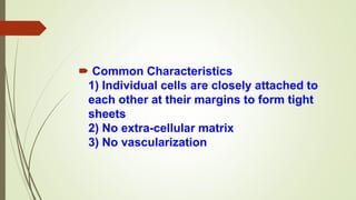  Common Characteristics
1) Individual cells are closely attached to
each other at their margins to form tight
sheets
2) No extra-cellular matrix
3) No vascularization
 