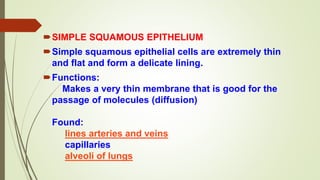 SIMPLE SQUAMOUS EPITHELIUM
Simple squamous epithelial cells are extremely thin
and flat and form a delicate lining.
Functions:
Makes a very thin membrane that is good for the
passage of molecules (diffusion)
Found:
lines arteries and veins
capillaries
alveoli of lungs
 