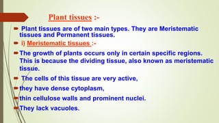 Plant tissues :-
 Plant tissues are of two main types. They are Meristematic
tissues and Permanent tissues.
 i) Meristematic tissues :-
The growth of plants occurs only in certain specific regions.
This is because the dividing tissue, also known as meristematic
tissue.
 The cells of this tissue are very active,
they have dense cytoplasm,
thin cellulose walls and prominent nuclei.
They lack vacuoles.
 