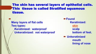 The skin has several layers of epithelial cells.
This tissue is called Stratified squamous
tissue.

Many layers of flat cells
Two types:
Keratinized: waterproof
Unkeratinized: not waterproof
Found
Keratinized:
skin
scalp
bottom of feet.
 Unkeratinized
mouth
lining of nose
 