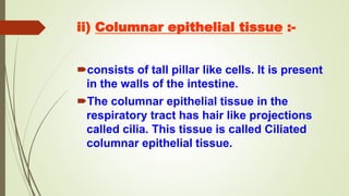 ii) Columnar epithelial tissue :-
consists of tall pillar like cells. It is present
in the walls of the intestine.
The columnar epithelial tissue in the
respiratory tract has hair like projections
called cilia. This tissue is called Ciliated
columnar epithelial tissue.
 