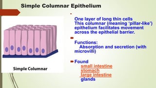 Simple Columnar Epithelium

One layer of long thin cells
This columnar (meaning ‘pillar-like’)
epithelium facilitates movement
across the epithelial barrier.

Functions:
Absorption and secretion (with
microvilli)
Found
small intestine
stomach
large intestine
glands
 
