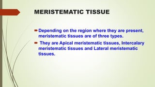MERISTEMATIC TISSUE
Depending on the region where they are present,
meristematic tissues are of three types.
 They are Apical meristematic tissues, Intercalary
meristematic tissues and Lateral meristematic
tissues.
 