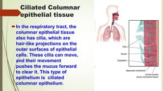 Ciliated Columnar
epithelial tissue
In the respiratory tract, the
columnar epithelial tissue
also has cilia, which are
hair-like projections on the
outer surfaces of epithelial
cells. These cilia can move,
and their movement
pushes the mucus forward
to clear it. This type of
epithelium is ciliated
columnar epithelium.
 