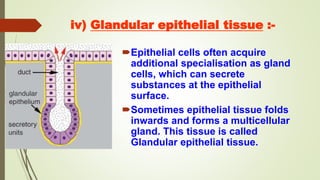 iv) Glandular epithelial tissue :-
Epithelial cells often acquire
additional specialisation as gland
cells, which can secrete
substances at the epithelial
surface.
Sometimes epithelial tissue folds
inwards and forms a multicellular
gland. This tissue is called
Glandular epithelial tissue.
 