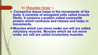 b) Muscular tissue :-
 Connective tissue helps in the movements of the
body. It consists of elongated cells called muscle
fibres. It contains a protein called contractile
protein which contracts and relaxes and helps in
movements.
Muscles which can move under our will are called
voluntary muscles. Muscles which do not move
under our will are called involuntary muscles.
 