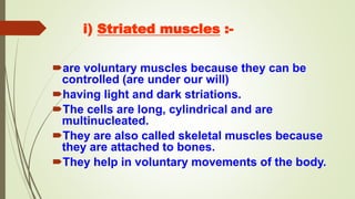 i) Striated muscles :-
are voluntary muscles because they can be
controlled (are under our will)
having light and dark striations.
The cells are long, cylindrical and are
multinucleated.
They are also called skeletal muscles because
they are attached to bones.
They help in voluntary movements of the body.
 