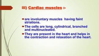 iii) Cardiac muscles :-
are involuntary muscles having faint
striations.
The cells are long, cylindrical, branched
and multinucleated.
They are present in the heart and helps in
the contraction and relaxation of the heart.
 