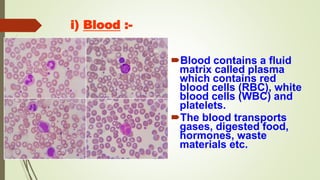 i) Blood :-
Blood contains a fluid
matrix called plasma
which contains red
blood cells (RBC), white
blood cells (WBC) and
platelets.
The blood transports
gases, digested food,
hormones, waste
materials etc.
 