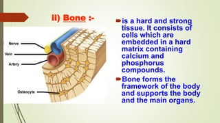 ii) Bone :- is a hard and strong
tissue. It consists of
cells which are
embedded in a hard
matrix containing
calcium and
phosphorus
compounds.
Bone forms the
framework of the body
and supports the body
and the main organs.
 
