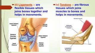iii) Ligaments :- are
flexible tissues which
joins bones together and
helps in movements.
iv) Tendons :- are fibrous
tissues which joins
muscles to bones and
helps in movements.
 
