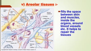 v) Areolar tissues :-
fills the space
between skin
and muscles,
inside the
organs, around
blood vessels
etc. It helps to
repair the
tissues
 