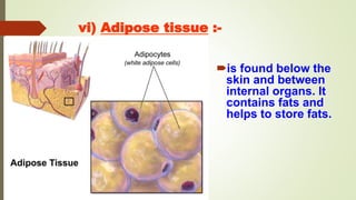 vi) Adipose tissue :-
is found below the
skin and between
internal organs. It
contains fats and
helps to store fats.
 