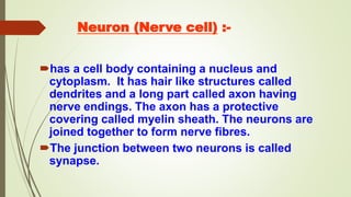 Neuron (Nerve cell) :-
has a cell body containing a nucleus and
cytoplasm. It has hair like structures called
dendrites and a long part called axon having
nerve endings. The axon has a protective
covering called myelin sheath. The neurons are
joined together to form nerve fibres.
The junction between two neurons is called
synapse.
 