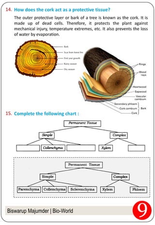 Biswarup Majumder | Bio-World
How does the cork act as a protective tissue?14.
The outer protective layer or bark of a tree is known as the cork. It is
made up of dead cells. Therefore, it protects the plant against
mechanical injury, temperature extremes, etc. It also prevents the loss
of water by evaporation.
Complete the following chart :15.
 