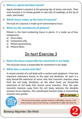 Apical meristem is present at the growing tips of stems and roots. Their
main function is to initiate growth in new cells of seedlings, at the tip of
roots, and shoots.
Biswarup Majumder | Bio-World
Where is apical meristem found?2.
In-text Exercise 3
Name the tissue responsible for movement in our body.1.
Which tissue makes up the husk of coconut?3.
The husk of a coconut is made up of sclerenchyma tissue.
What are the constituents of phloem?4.
Phloem is the food conducting tissue in plants. It is made up of four
components :
a) Sieve tubes,
b) Companion cells,
c) Phloem parenchyma,
d) Phloem fibres.
The muscular tissue is responsible for movement in our body.
A neuron consists of a cell body with a nucleus and cytoplasm. It has two
important extensions known as the axon and dendrites. An axon is a
long thread-like extension of nerve cells that transmits impulses away
from the cell body. Dendrites, on the other hand, are thread-like
extensions of cell body that receive nerve impulses. Thus, the axon
transmits impulses away from the cell body, whereas the dendrite
receives nerve impulses. This coordinated function helps in transmitting
impulses very quickly.
What does a neuron look like?2.
The human brain alone consists of about a 100 billion neurons. If all
these neurons were to be lined up, it would form a 600 mile long line.
 