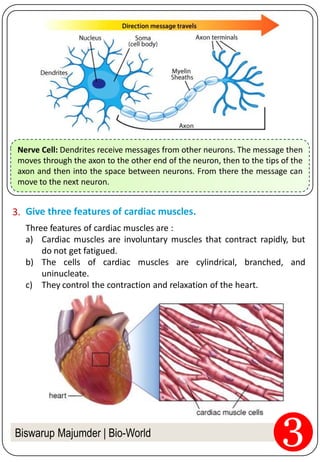 Biswarup Majumder | Bio-World
Give three features of cardiac muscles.3.
Three features of cardiac muscles are :
a) Cardiac muscles are involuntary muscles that contract rapidly, but
do not get fatigued.
b) The cells of cardiac muscles are cylindrical, branched, and
uninucleate.
c) They control the contraction and relaxation of the heart.
Nerve Cell: Dendrites receive messages from other neurons. The message then
moves through the axon to the other end of the neuron, then to the tips of the
axon and then into the space between neurons. From there the message can
move to the next neuron.
 