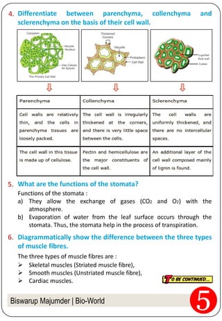 Biswarup Majumder | Bio-World
Differentiate between parenchyma, collenchyma and
sclerenchyma on the basis of their cell wall.
4.
What are the functions of the stomata?5.
Functions of the stomata :
a) They allow the exchange of gases (CO2 and O2) with the
atmosphere.
b) Evaporation of water from the leaf surface occurs through the
stomata. Thus, the stomata help in the process of transpiration.
Diagrammatically show the difference between the three types
of muscle fibres.
6.
The three types of muscle fibres are :
 Skeletal muscles (Striated muscle fibre),
 Smooth muscles (Unstriated muscle fibre),
 Cardiac muscles.
 