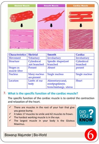 Biswarup Majumder | Bio-World
What is the specific function of the cardiac muscle?7.
The specific function of the cardiac muscle is to control the contraction
and relaxation of the heart.
 There are muscles in the root of your hair that give
you goose bump.
 It takes 17 muscles to smile and 42 muscles to frown.
 The hardest working muscle is in the eye.
 The largest muscle in your body is the Gluteus
Maximus.
 