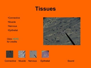 Tissues ,[object Object],[object Object],[object Object],[object Object],Connective  Muscle  Nervous  Epithelial  Sound Click  HERE  for credits 