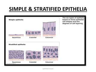 SIMPLE & STRATIFIED EPITHELIA
epithelial tissues
 