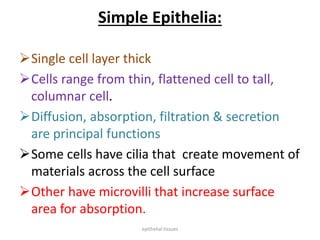Simple Epithelia:
Single cell layer thick
Cells range from thin, flattened cell to tall,
columnar cell.
Diffusion, absorption, filtration & secretion
are principal functions
Some cells have cilia that create movement of
materials across the cell surface
Other have microvilli that increase surface
area for absorption.
epithelial tissues
 