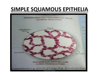 SIMPLE SQUAMOUS EPITHELIA
epithelial tissues
 
