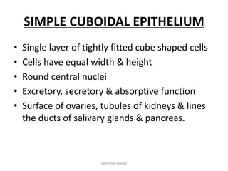 SIMPLE CUBOIDAL EPITHELIUM
• Single layer of tightly fitted cube shaped cells
• Cells have equal width & height
• Round central nuclei
• Excretory, secretory & absorptive function
• Surface of ovaries, tubules of kidneys & lines
the ducts of salivary glands & pancreas.
epithelial tissues
 