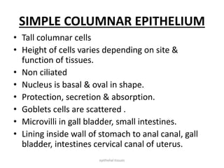 SIMPLE COLUMNAR EPITHELIUM
• Tall columnar cells
• Height of cells varies depending on site &
function of tissues.
• Non ciliated
• Nucleus is basal & oval in shape.
• Protection, secretion & absorption.
• Goblets cells are scattered .
• Microvilli in gall bladder, small intestines.
• Lining inside wall of stomach to anal canal, gall
bladder, intestines cervical canal of uterus.
epithelial tissues
 