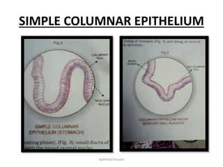 SIMPLE COLUMNAR EPITHELIUM
epithelial tissues
 