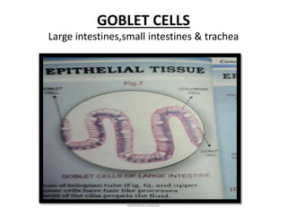 GOBLET CELLS
Large intestines,small intestines & trachea
epithelial tissues
 