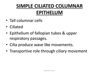 SIMPLE CILIATED COLUMNAR
EPITHELUM
• Tall columnar cells
• Ciliated
• Epithelium of fallopian tubes & upper
respiratory passages.
• Cilia produce wave like movements.
• Transportive role through ciliary movement
epithelial tissues
 