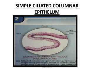 SIMPLE CILIATED COLUMNAR
EPITHELUM
epithelial tissues
 