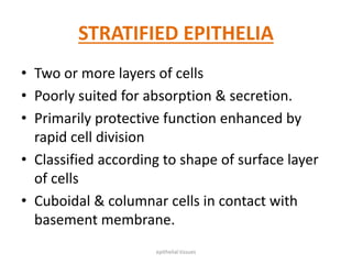 STRATIFIED EPITHELIA
• Two or more layers of cells
• Poorly suited for absorption & secretion.
• Primarily protective function enhanced by
rapid cell division
• Classified according to shape of surface layer
of cells
• Cuboidal & columnar cells in contact with
basement membrane.
epithelial tissues
 