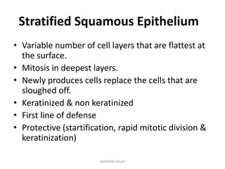 Stratified Squamous Epithelium
• Variable number of cell layers that are flattest at
the surface.
• Mitosis in deepest layers.
• Newly produces cells replace the cells that are
sloughed off.
• Keratinized & non keratinized
• First line of defense
• Protective (startification, rapid mitotic division &
keratinization)
epithelial tissues
 