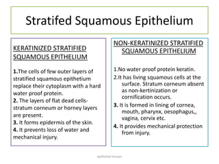 Stratifed Squamous Epithelium
NON-KERATINIZED STRATIFIED
SQUAMOUS EPITHELIUM
1.No water proof protein keratin.
2.It has living squamous cells at the
surface. Stratum corneum absent
as non-kertinization or
cornification occurs.
3. It is formed in lining of cornea,
mouth, pharynx, oesophagus,,
vagina, cervix etc.
4. It provides mechanical protection
from injury.
KERATINIZED STRATIFIED
SQUAMOUS EPITHELIUM
1.The cells of few outer layers of
stratified squamous epithetium
replace their cytoplasm with a hard
water proof protein.
2. The layers of flat dead cells-
stratum corneum or horney layers
are present.
3. It forms epidermis of the skin.
4. It prevents loss of water and
mechanical injury.
epithelial tissues
 
