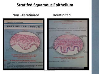 Stratifed Squamous Epithelium
Non –Keratinized Keratinized
epithelial tissues
 