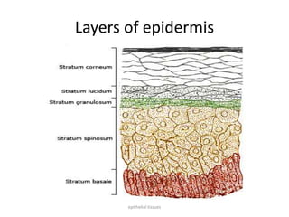 Layers of epidermis
epithelial tissues
 