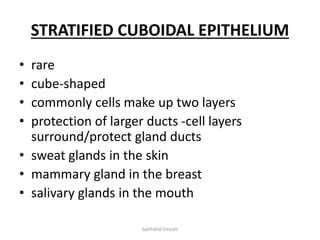 STRATIFIED CUBOIDAL EPITHELIUM
• rare
• cube-shaped
• commonly cells make up two layers
• protection of larger ducts -cell layers
surround/protect gland ducts
• sweat glands in the skin
• mammary gland in the breast
• salivary glands in the mouth
epithelial tissues
 