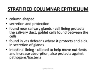 STRATIFIED COLUMNAR EPITHELIUM
• column-shaped
• secretion and protection
• found near salivary glands - cell lining protects
the salivary duct, goblet cells found between the
cells
• found in vas deferens where it protects and aids
in secretion of glands
• intestinal lining - ciliated to help move nutrients
and increase absorption, also protects against
pathogens/bacteria
epithelial tissues
 