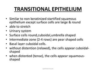 TRANSITIONAL EPITHELIUM
• Similar to non keratinized startified squamous
epithelium except surface cells are large & round
• able to stretch
• Urinary system
• Surface cells round,cuboidal,umbrella shaped
• Intermediate zone (2-4 rows) are pear shaped cells
• Basal layer cuboidal cells.
• without distention (relaxed), the cells appear cuboidal-
shaped
• when distented (tense), the cells appear squamous-
shaped
epithelial tissues
 
