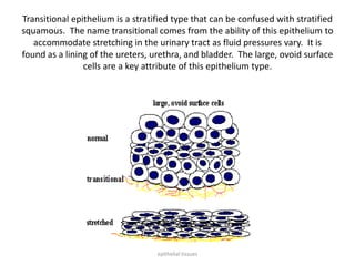 Transitional epithelium is a stratified type that can be confused with stratified
squamous. The name transitional comes from the ability of this epithelium to
accommodate stretching in the urinary tract as fluid pressures vary. It is
found as a lining of the ureters, urethra, and bladder. The large, ovoid surface
cells are a key attribute of this epithelium type.
epithelial tissues
 