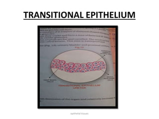 TRANSITIONAL EPITHELIUM
epithelial tissues
 