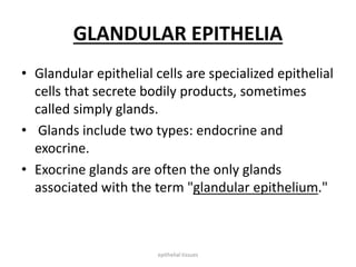 GLANDULAR EPITHELIA
• Glandular epithelial cells are specialized epithelial
cells that secrete bodily products, sometimes
called simply glands.
• Glands include two types: endocrine and
exocrine.
• Exocrine glands are often the only glands
associated with the term "glandular epithelium."
epithelial tissues
 