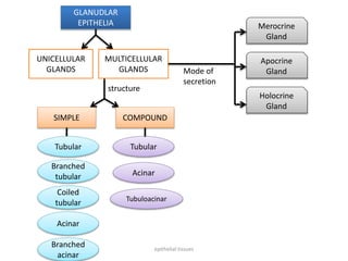 UNICELLULAR
GLANDS
MULTICELLULAR
GLANDS
GLANUDLAR
EPITHELIA
SIMPLE COMPOUND
Tubular
Branched
tubular
Coiled
tubular
Acinar
Branched
acinar
Tubular
Acinar
Tubuloacinar
Mode of
secretion
structure
Merocrine
Gland
Apocrine
Gland
Holocrine
Gland
epithelial tissues
 