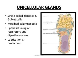 UNICELLULAR GLANDS
• Single celled glands e.g.
Goblet cells
• Modified columnar cells
• Epithelial lining of
respiratory and
digestive system
• Lubrication &
protection
epithelial tissues
 