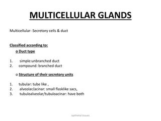 MULTICELLULAR GLANDS
Multicellular- Secretory cells & duct
Classified according to:
o Duct type
1. simple:unbranched duct
2. compound: branched duct
o Structure of their secretory units
1. tubular: tube like ,
2. alveolar/acinar: small flasklike sacs,
3. tubuloalveolar/tubuloacinar: have both
epithelial tissues
 