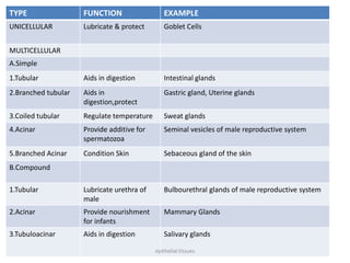 TYPE FUNCTION EXAMPLE
UNICELLULAR Lubricate & protect Goblet Cells
MULTICELLULAR
A.Simple
1.Tubular Aids in digestion Intestinal glands
2.Branched tubular Aids in
digestion,protect
Gastric gland, Uterine glands
3.Coiled tubular Regulate temperature Sweat glands
4.Acinar Provide additive for
spermatozoa
Seminal vesicles of male reproductive system
5.Branched Acinar Condition Skin Sebaceous gland of the skin
B.Compound
1.Tubular Lubricate urethra of
male
Bulbourethral glands of male reproductive system
2.Acinar Provide nourishment
for infants
Mammary Glands
3.Tubuloacinar Aids in digestion Salivary glands
epithelial tissues
 