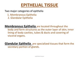 EPITHELIAL TISSUE
Two major categories of epithelia
1. Membranous Epithelia
2. Glandular Epithelia
Membranous Epithelia are located throughout the
body and form structures as the outer layer of skin; inner
lining of body cavities, tubes & ducts and covering of
visceral organs.
Glandular Epithelia are specialized tissues that form the
secretary portion of glands.
epithelial tissues
 